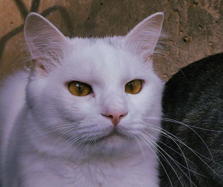 Лилия