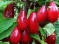 sadzanci-kizilu-semen-1-ricnii-small-0
