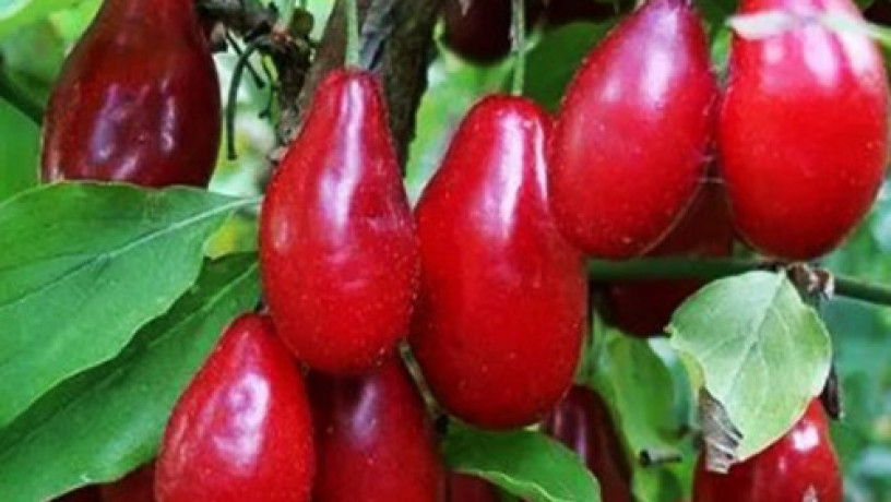 sadzanci-kizilu-semen-1-ricnii-big-0