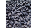 soniasnik-sinelnikivskii-ultrarannii-sur-75-80-dniv-fr-premium-small-0
