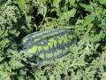 nasinnia-kavuna-favorit-1-kg-small-0