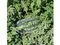 nasinnia-kavuna-favorit-1-kg-small-0