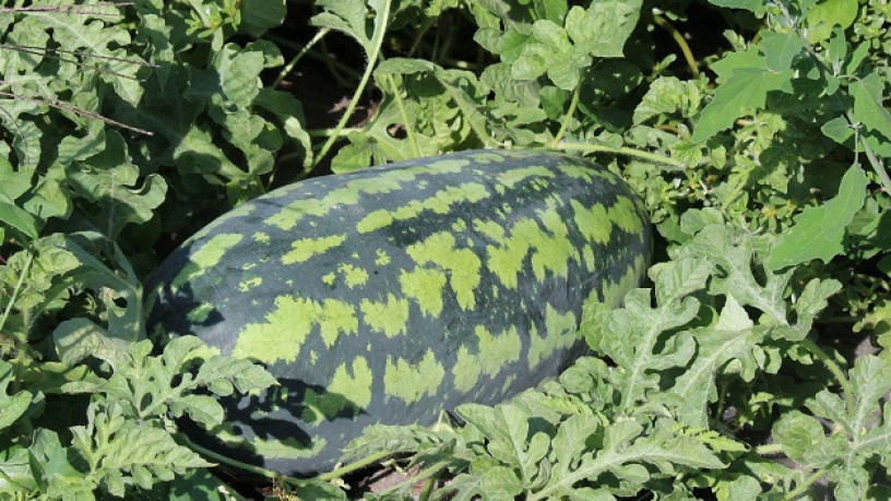 nasinnia-kavuna-favorit-1-kg-big-0