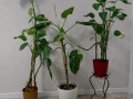 prodam-kimnatni-roslini-small-2