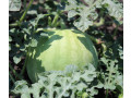 nasinnia-kavuna-cumak-1-kg-small-0