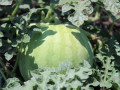 nasinnia-kavuna-cumak-1-kg-small-0