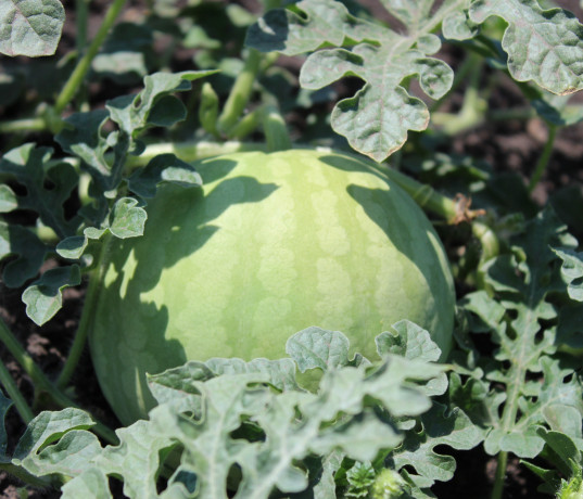 nasinnia-kavuna-cumak-1-kg-big-0