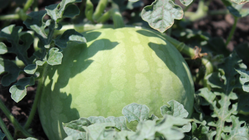 nasinnia-kavuna-cumak-1-kg-big-0