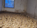 utiata-porodi-mulard-small-0