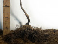 sadzanci-kizilu-iantarnii-1-ricnii-small-2