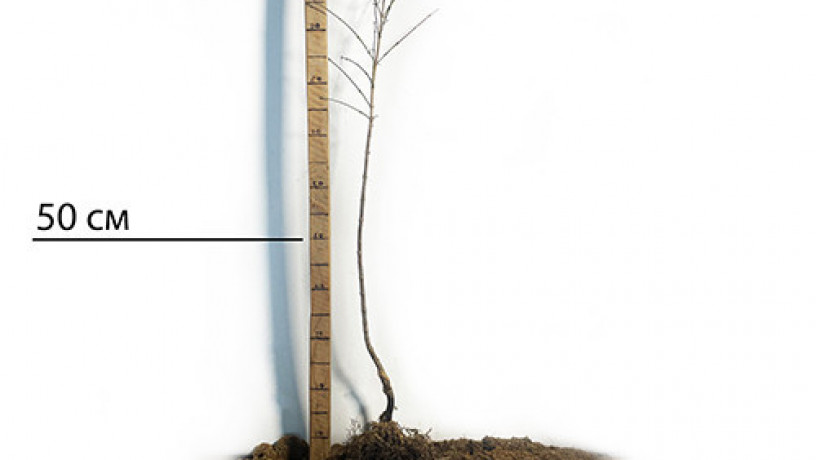 sadzanci-kizilu-iantarnii-1-ricnii-big-1
