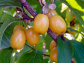 sadzanci-kizilu-iantarnii-2-ricnii-small-0