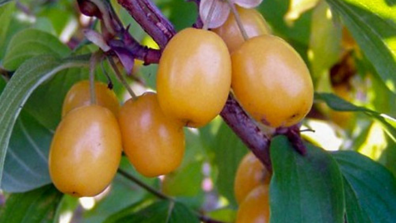 sadzanci-kizilu-iantarnii-2-ricnii-big-0