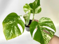monstera-variegatnaia-alba-small-0