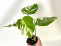 monstera-variegatnaia-alba-small-1