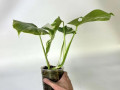 monstera-variegatnaia-alba-small-2