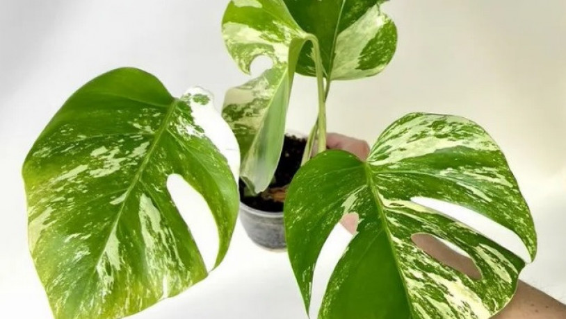 monstera-variegatnaia-alba-big-0