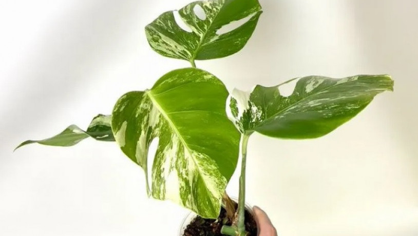 monstera-variegatnaia-alba-big-1