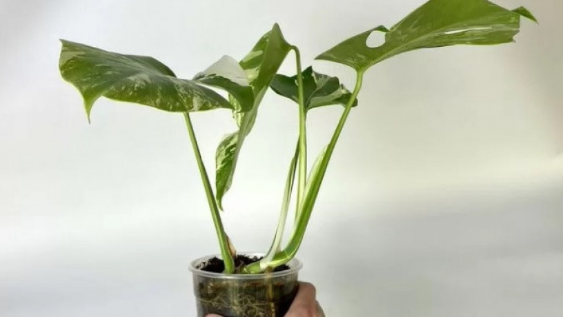 monstera-variegatnaia-alba-big-2