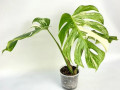 monstera-variegatnaia-alba-small-0