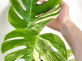 monstera-variegatnaia-alba-small-2