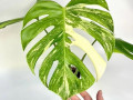 monstera-variegatnaia-alba-small-1