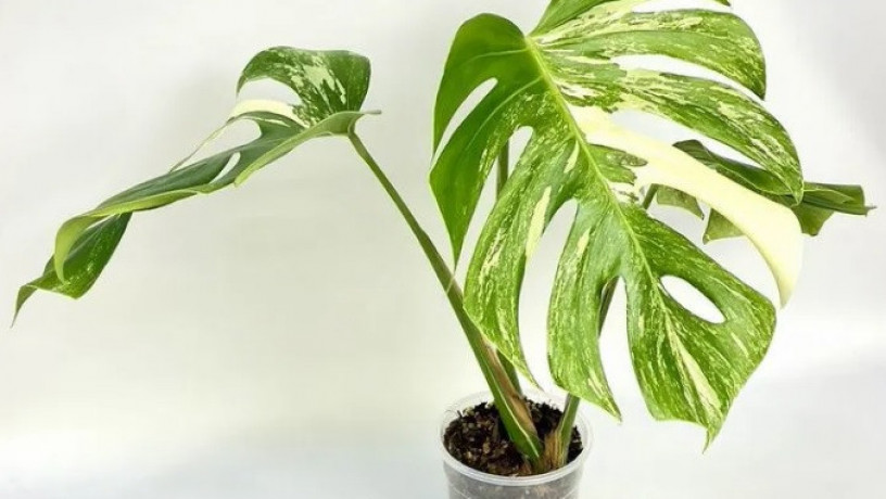 monstera-variegatnaia-alba-big-0