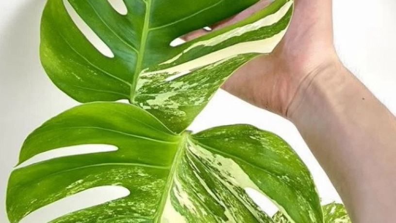 monstera-variegatnaia-alba-big-2
