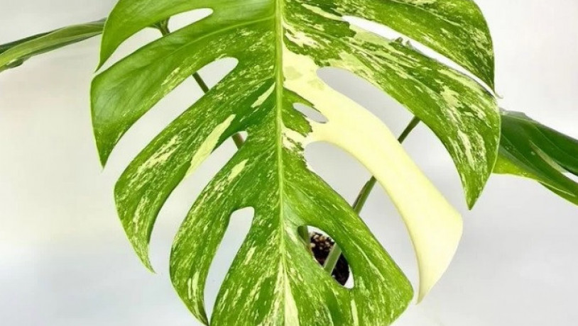 monstera-variegatnaia-alba-big-1