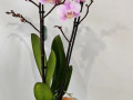 orxideia-falenopsis-rozovaia-small-0