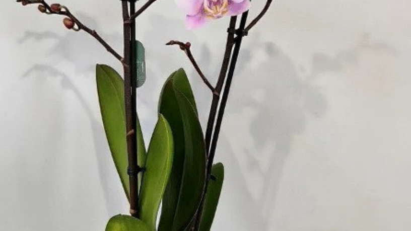 orxideia-falenopsis-rozovaia-big-0