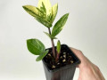 zamiokulkas-variegatnyi-small-1