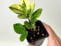 zamiokulkas-variegatnyi-small-0