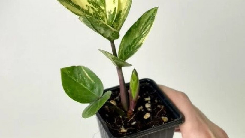 zamiokulkas-variegatnyi-big-1
