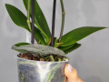 orxideia-falenopsis-small-2