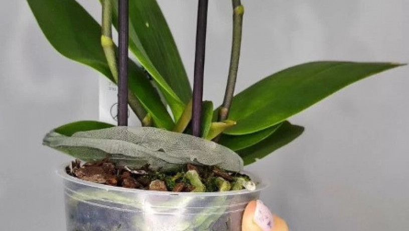 orxideia-falenopsis-big-2