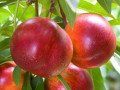 sadzanci-nektarinu-fentezi-2-ricnii-small-0