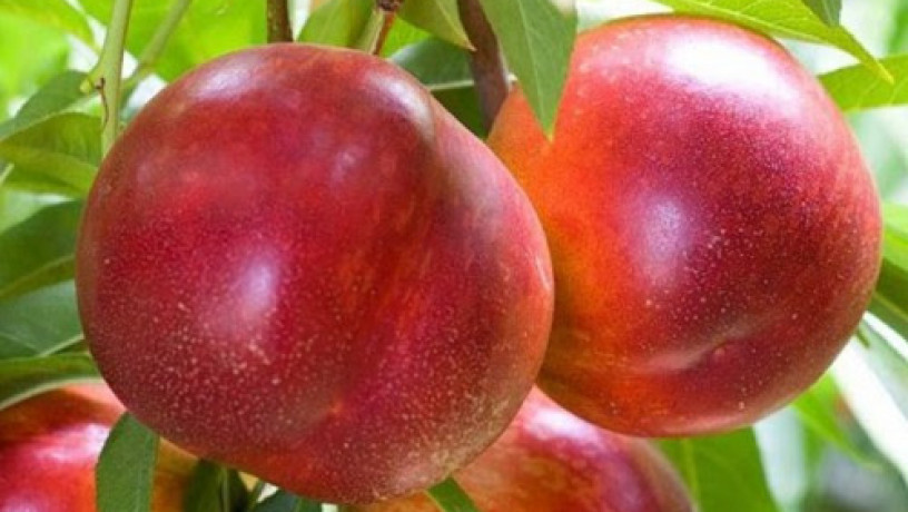 sadzanci-nektarinu-fentezi-2-ricnii-big-0