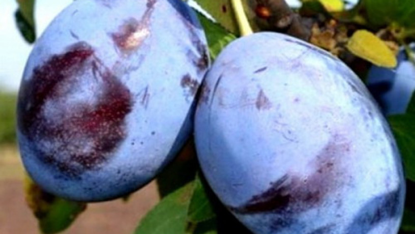 sadzanci-slivi-empres-1-ricnii-big-0