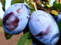 sadzanci-slivi-empres-2-ricnii-small-0