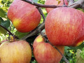 sadzanci-iabluni-fudzi-1-ricnii-small-0