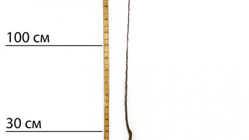 sadzanci-iabluni-fudzi-1-ricnii-big-1