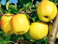 sadzanci-iabluni-golden-delises-1-ricnii-small-0