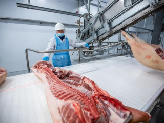Свинина гуртом - запрошуємо до співпраці