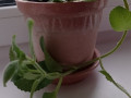 gorsok-s-miatoi-plektrantus-sansevieriia-small-0