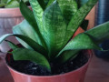 gorsok-s-miatoi-plektrantus-sansevieriia-small-1