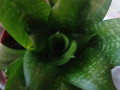 gorsok-s-miatoi-plektrantus-sansevieriia-small-2