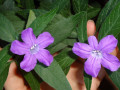 ruelliia-karolinskaia-kust-kaspo-small-0