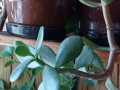 tolstianka-deneznoe-derevo-krassula-s-gorskom-small-2