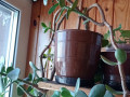 tolstianka-deneznoe-derevo-krassula-s-gorskom-small-1
